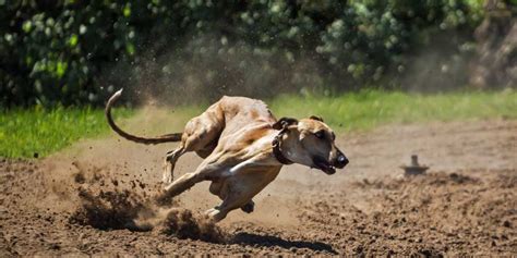 dog racing odds|Ante Post Greyhounds Betting Odds .